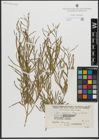 Foto von Salix gordejevii Y. L. Chang & Skvortsov